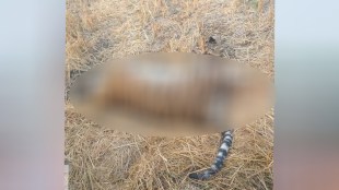 Death of a tiger in the shade forest area Chandrapur