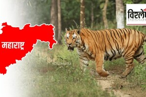 reasons problems Tigers Maharashtra starting walking hundreds kilometers