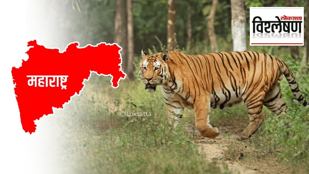 reasons problems Tigers Maharashtra starting walking hundreds kilometers