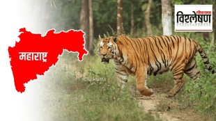 reasons problems Tigers Maharashtra starting walking hundreds kilometers