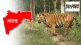 reasons problems Tigers Maharashtra starting walking hundreds kilometers