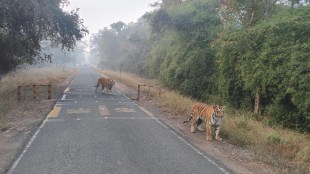 Sighting of two tigers on the road at Mohrli coming into the Tadoba Andhari Tiger Reserve