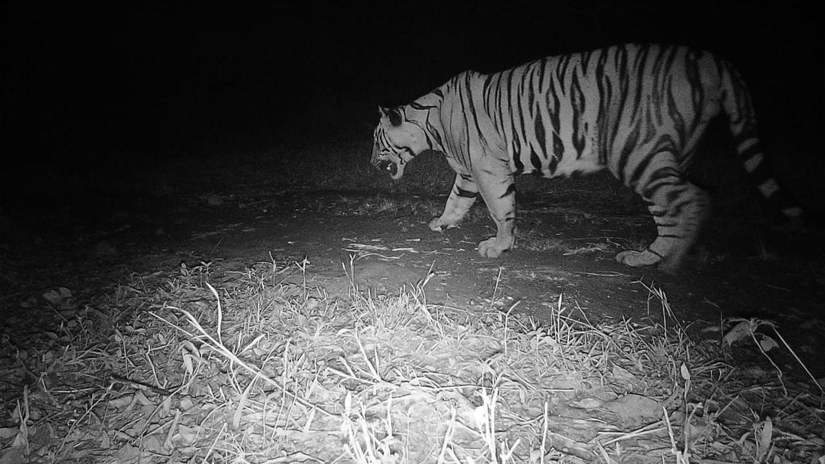Recently the forest department footprints tiger forest area Sahyadri Tiger Reserve nagpur