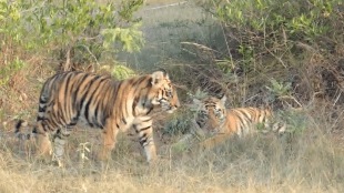 cubs of Veera Belara area