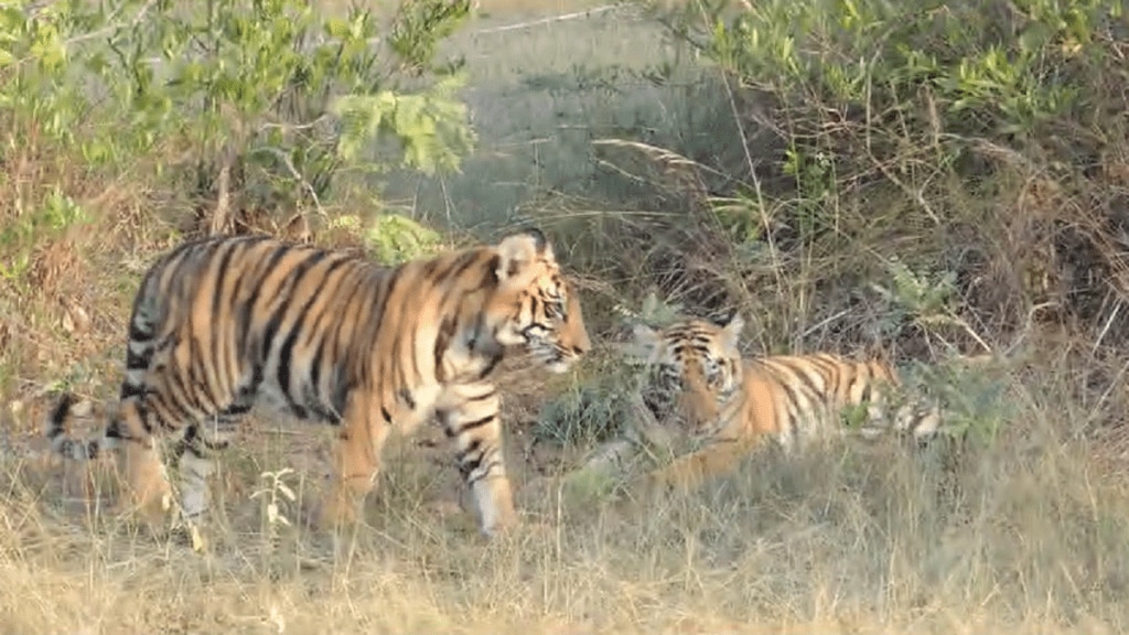 cubs of Veera Belara area