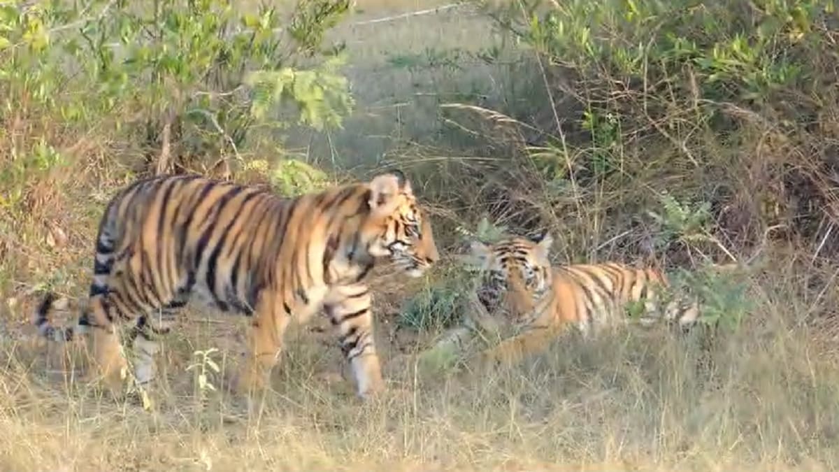 cubs of Veera Belara area