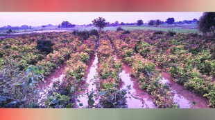Damage to agricultural crops due to unseasonal rains in the district two days ago solhapur
