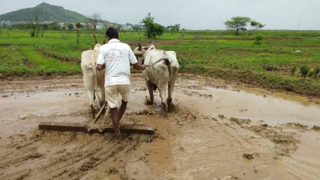 loksatta impact, farmers, vasai virar municipal corporation, Pradhan Mantri Kisan Yojana