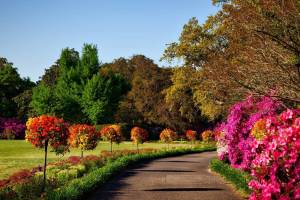 which flowers has more petals