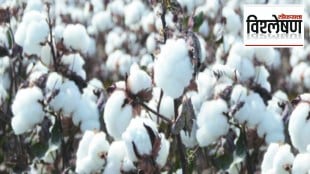 Loksatta explained Why is the Cotton Marketing Federation in trouble