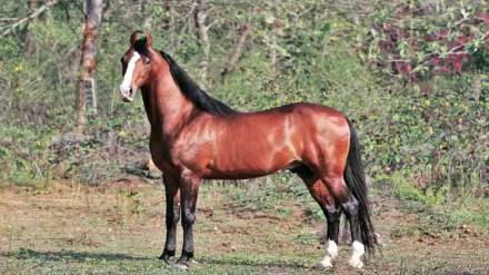 Horse