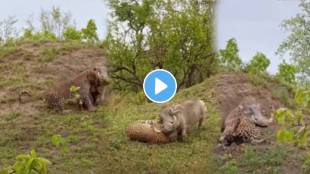 Leopard attacks warthog in intense battle. What happens next will surprise you