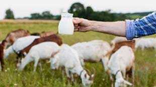 Six Health Benefits Of Goat Milk Its Easy To Digest As Compared To Cow Milk