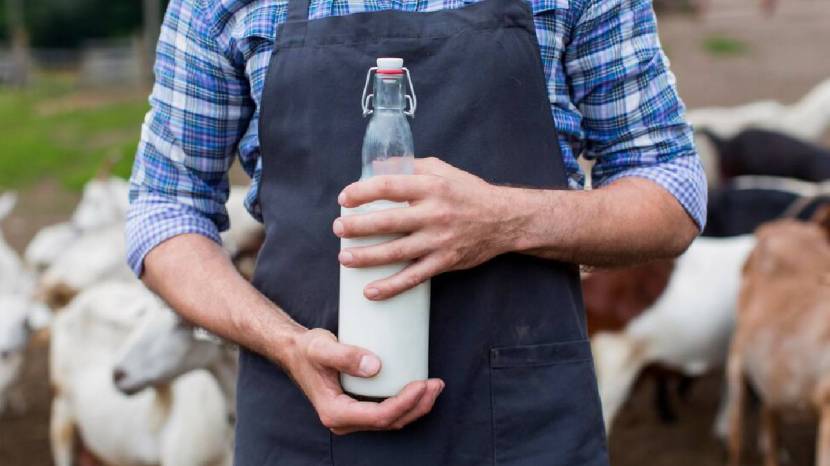 Six Health Benefits Of Goat Milk Its Easy To Digest As Compared To Cow Milk