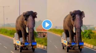 big elephant mounted on a small tempo video viral on social media