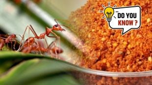 Odisha's GI tag Similipal Kai Chutney. where and why people eat ants