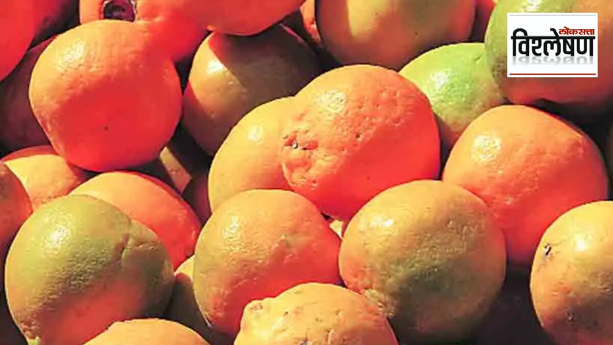 Loksatta explained When will the issue of export and price of orange producers be resolved