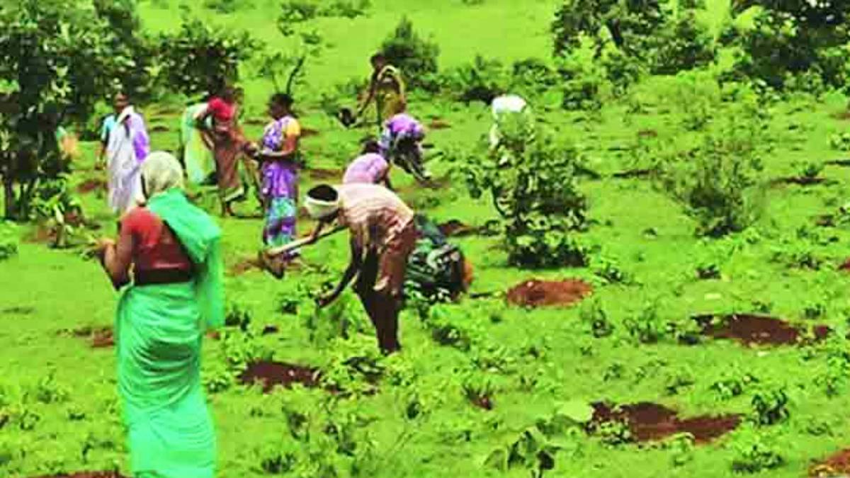 Plantation Pune