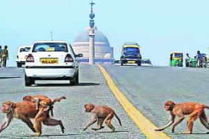 Loksatta chadani chowkatun Delhi politician G20 summit Monkeys on the Red Cross Road