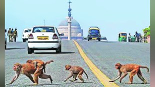 Loksatta chadani chowkatun Delhi politician G20 summit Monkeys on the Red Cross Road