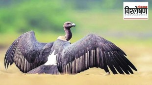 Loksatta explained Vultures on the verge of extinction What conservation efforts