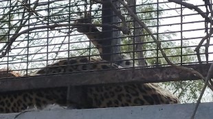 Leopard Protective Wall Wires Trapped Rescue Forest Department, shivnai village dindori nashik