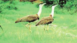 Great Indian Bustard