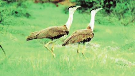 Great Indian Bustard