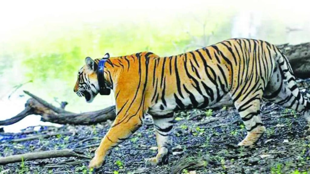 gadchiroli tiger attack latest news in marathi, gadchiroli woman dies in tiger attack news in marathi