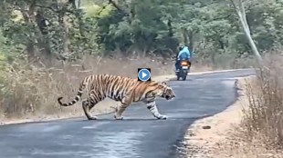 pench tiger reserve tiger news in marathi, tiger suddenly came on road nagpur news in marathi