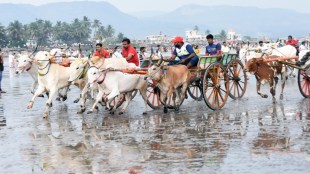 bullock cart competitions raigad news in marathi, sub divisional officer raigad news in marathi