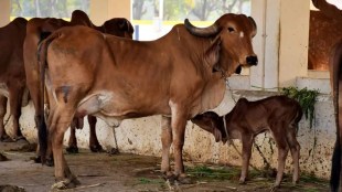 akola livestock disease news in marathi, saliva scraping disease news in marathi