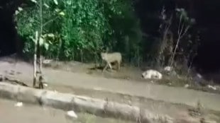 panvel, forest department, unknown animal in kharghar