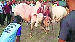 kalyan bull injured, bull fight at atali village kalyan news in marathi, kalyan atali bull fight