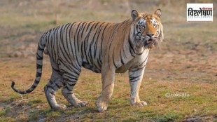 different statistics on number of tiger deaths, tiger deaths in the country news in marathi
