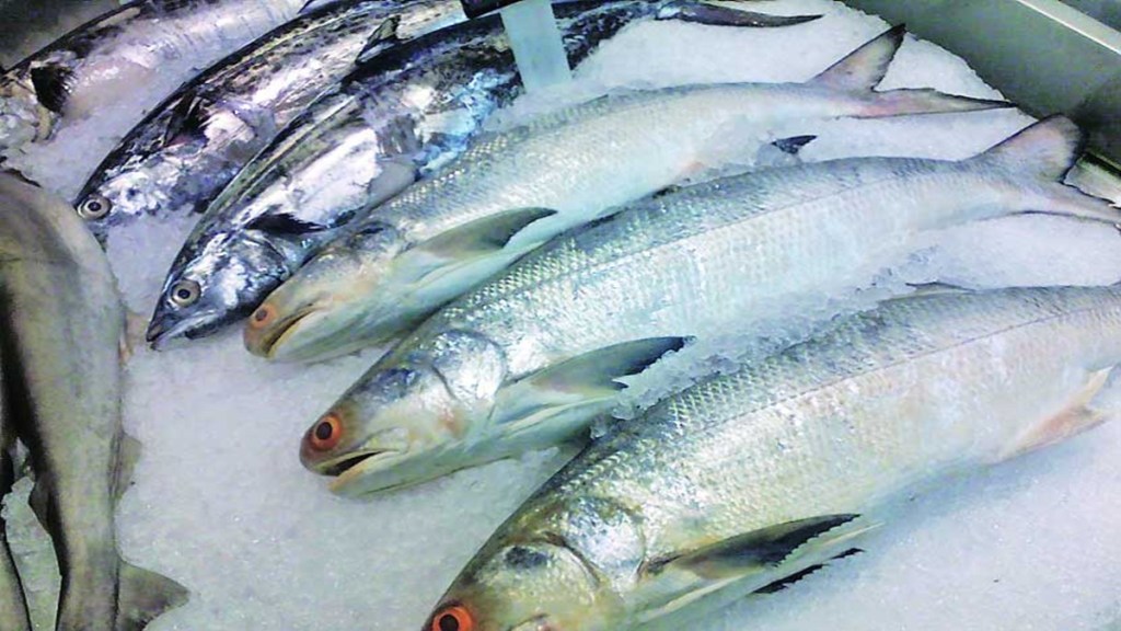 uran cold weather fishing affected, fishing affected in uran