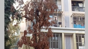 dombivli garden department, notice to valji estate thakurli, burning alive tree with inflammable chemical,