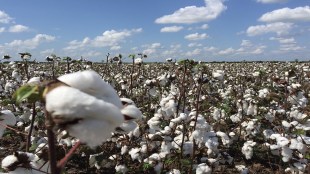 Panan cotton purchase
