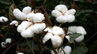 cotton growing farmers cheated