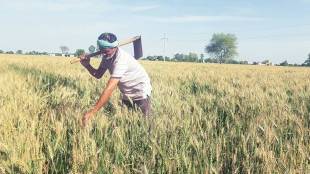 ground water scarcity affects rabi crops