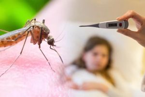 Four times increase in dengue patients in East Vidarbha