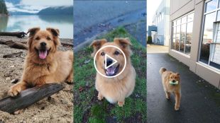 dog collects cans and bottles and earns money viral video