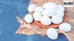 loksatta analysis reason behind eggs prices rising across in india
