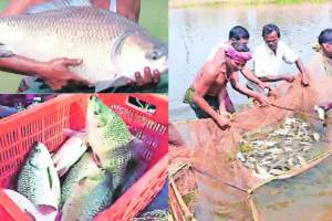 freshwater fish farming increasing in india