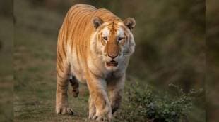 golden tiger spotted in kaziranga
