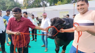 600 kg Halya Murha species Haryana buffalo worth rs 40 lakhs Agricultural Exhibition