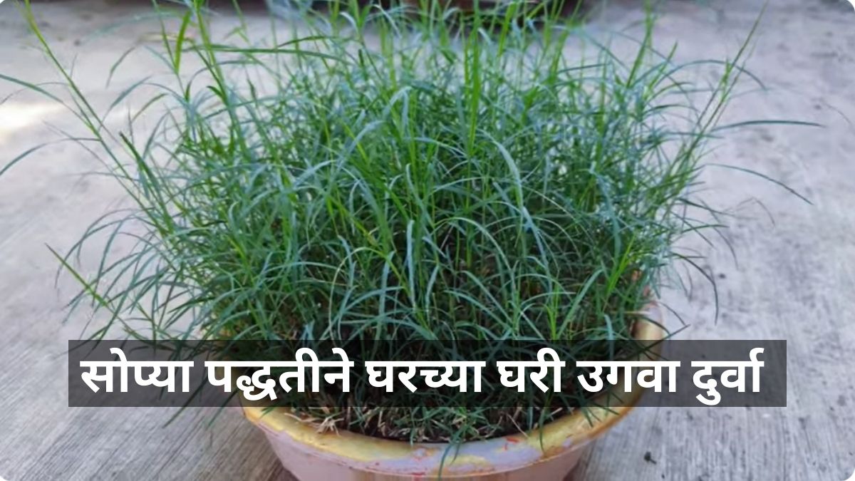 how to plant durva a t home gardening tips
