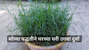 how to plant durva a t home gardening tips