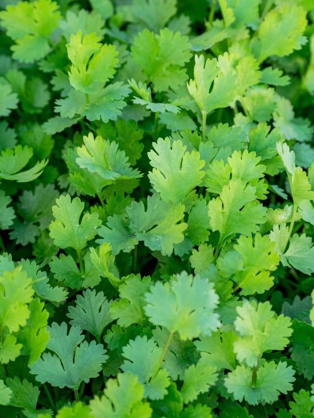 how to preserve coriander kitchen hacks health tips gujarati news