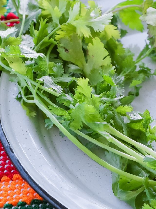 how to preserve coriander kitchen hacks health tips gujarati news
